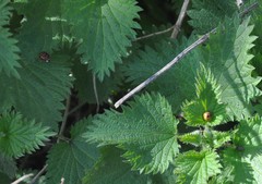 Harmonia axyridis