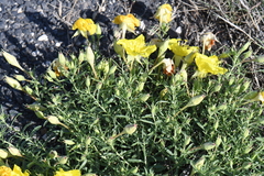 Oenothera lavandulifolia