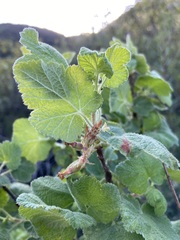 Ribes malvaceum viridifolium