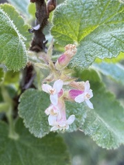 Ribes malvaceum viridifolium