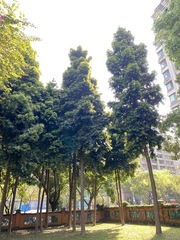 Agathis dammara