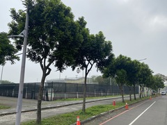 Putranjiva formosana