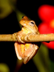 Dendropsophus columbianus