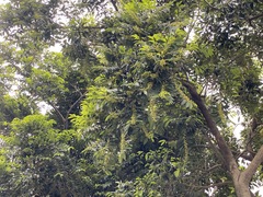 Putranjiva formosana