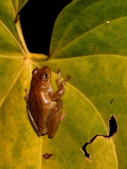 Dendropsophus columbianus