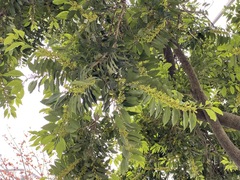 Putranjiva formosana