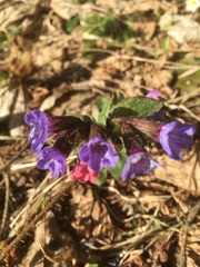 Pulmonaria mollis