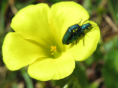 Psilothrix viridicoerulea