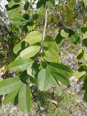 Semialarium mexicanum