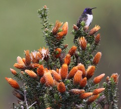 Oreotrochilus chimborazo