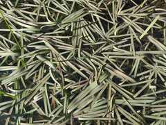 Antinoria agrostidea