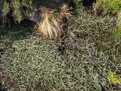 Antinoria agrostidea