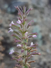 Hedeoma oblongifolia