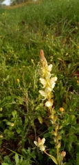 Linaria hirta