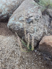 Hedeoma oblongifolia