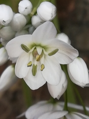 Allium neapolitanum
