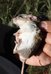 Gerbilliscus leucogaster