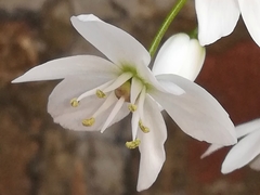 Allium neapolitanum