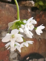 Allium neapolitanum