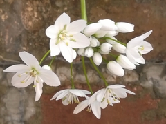 Allium neapolitanum