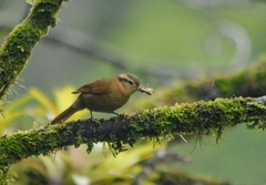 Anabacerthia lichtensteini