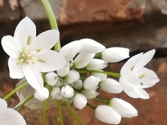 Allium neapolitanum