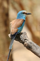 Coracias abyssinicus