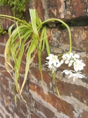 Allium neapolitanum