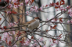 Passer domesticus