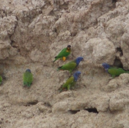 Orange-cheeked Parrot