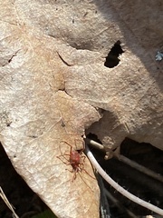 Erythraeoidea