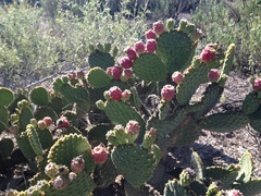 Opuntia microdasys