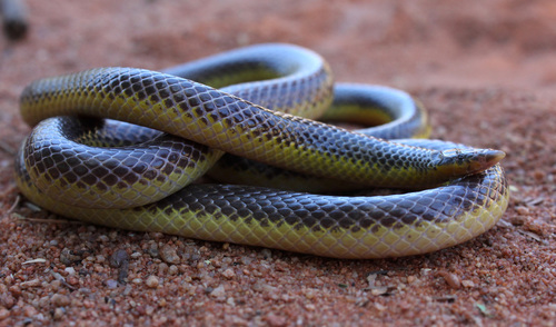 Slender Quill-snouted Snake