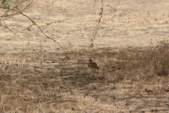 Rhinoptilus chalcopterus