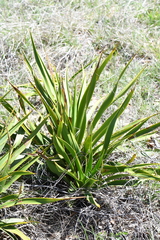 Yucca rupicola