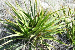 Yucca rupicola
