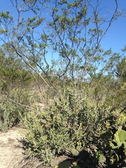 Larrea tridentata