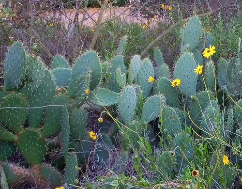 iNaturalist observation photo of Coastal Pricklypear