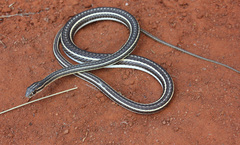 Psammophis leightoni