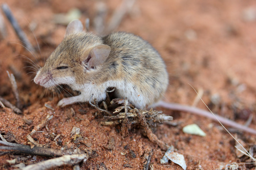 Desert Pygmy Mouse (Mus indutus)