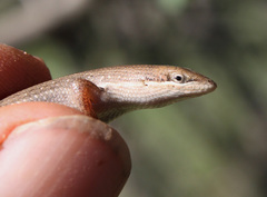 Trachylepis punctulata