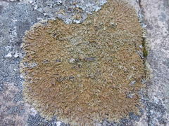 Xanthoparmelia loxodes