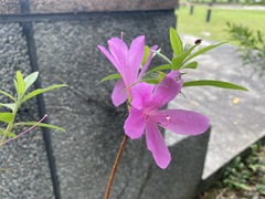 Rhododendron kanehirai