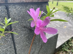 Rhododendron kanehirai