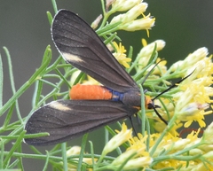 Dahana atripennis