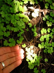 Hydrocotyle elongata