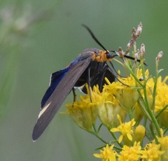 Dahana atripennis
