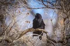 Corvus brachyrhynchos