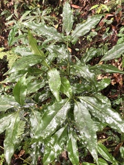 Beilschmiedia erythrophloia