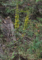 Solidago squarrosa